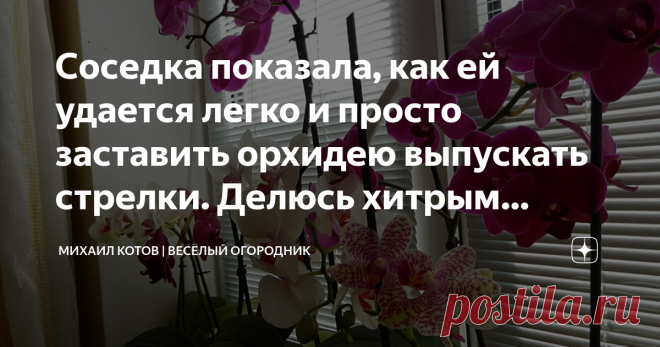 Соседка показала, как ей удается легко и просто заставить орхидею выпускать стрелки. Делюсь хитрым способом