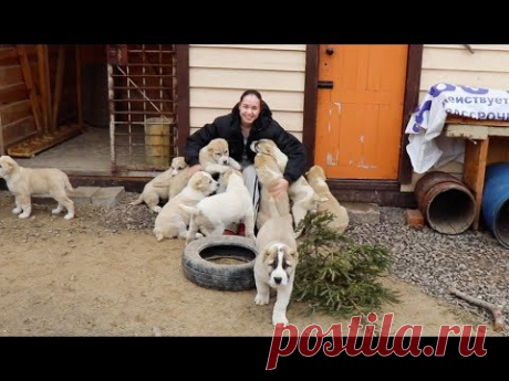 КАК ЩЕНКИ РАДУЮТСЯ МОЕМУ ПРИХОДУ АЛАБАЙ / КАК ЩЕНКИ АЛАБАЙ ЗАБАВНО БАЛУЮТСЯ