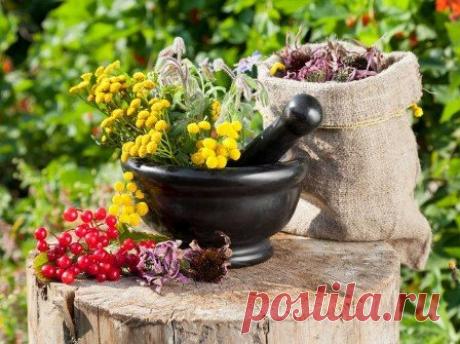 В ПОИСКАХ ЗАВЕТНЫХ ТРАВ