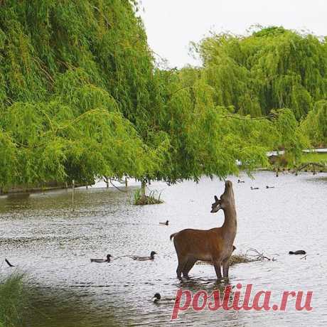 Spring in South London. Вышли с таксой в парк погулять, а там вот такая красота. Обожаю этот город.