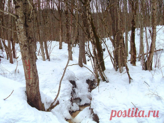 На зимней тропе, у горной реки... - 26 Октября 2015 - Персональный сайт