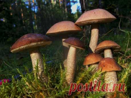 ПРОШЛИ ДОЖДИ И ВЫ СОБИРАЕТЕСЬ В ЛЕС? ТОГДА ПРОЧТИТЕ... | ЛЕСНЫЕ 🏕️🏕️🏕️ ГРЯДКИ🍄🍄🍄 | Яндекс Дзен