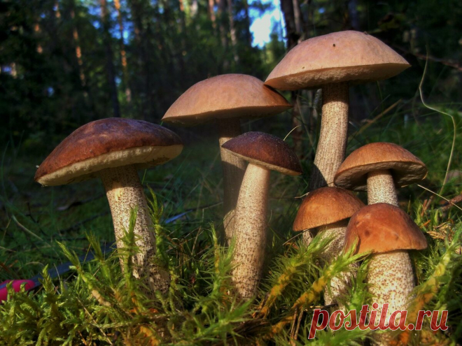 ПРОШЛИ ДОЖДИ И ВЫ СОБИРАЕТЕСЬ В ЛЕС? ТОГДА ПРОЧТИТЕ... | ЛЕСНЫЕ 🏕️🏕️🏕️ ГРЯДКИ🍄🍄🍄 | Яндекс Дзен
