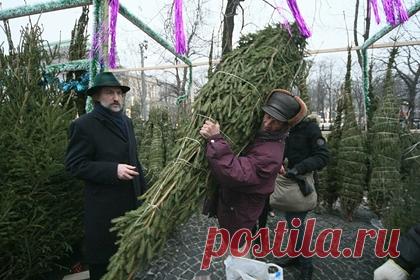 Названы главные правила выбора новогодней елки. Специалисты дали советы по выбору новогодней елки. По их словам, стоит обратить внимание на ствол, который должен быть ровным и толстым, без повреждений. Если ствол тонкий, такая ель не простоит долго. Ветки дерева должны гнуться и не ломаться. Иголки у свежесрубленной елки насыщенного цвета и не осыпаются.