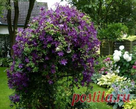 Gallery.ru / Фото #1 - Опоры для клематисов - Lunga68