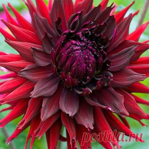 🔆 ♥ #Георгины (Dahlia)