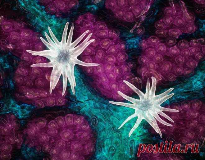 Конкурс микрофотографии Nikon Small World 2021 Конкурс микрофотографии Nikon small world является старейшим и самым уважаемым конкурсом такого рода в мире. Это демонстрации красоты, сложности и совершенства природы, наблюдаемой через микроскоп.
Об...