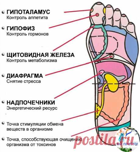 7 АКТИВНЫХ ТОЧЕК НА СТОПЕ ВЕРНУТ ВАС К ЖИЗНИ ЗА ПАРУ МИНУТ! 

1. Массируя большой палец ноги, вы воздействуете на гипоталамус. Это очень полезно людям, которые страдают избыточным весом, — нажатия на эту точку помогают контролировать аппетит, способствуют естественному похудению. 

2. В центре большого пальца находится точка, отвечающая за работу гипофиза — главной гормональной железы. Никакой гормональный дисбаланс вам не будет страшен, если уделять этой точке достаточно ...