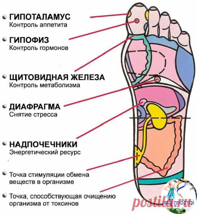 7 АКТИВНЫХ ТОЧЕК НА СТОПЕ ВЕРНУТ ВАС К ЖИЗНИ ЗА ПАРУ МИНУТ! 

1. Массируя большой палец ноги, вы воздействуете на гипоталамус. Это очень полезно людям, которые страдают избыточным весом, — нажатия на эту точку помогают контролировать аппетит, способствуют естественному похудению. 

2. В центре большого пальца находится точка, отвечающая за работу гипофиза — главной гормональной железы. Никакой гормональный дисбаланс вам не будет страшен, если уделять этой точке достаточно ...