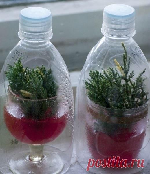 ВЫРАЩИВАЕМ ТУЮ ИЗ ЧЕРЕНКА.
В настоящее время в ландшафтном дизайне стало очень модно использовать хвойные растения. Они не прихотливы, вечно зеленые: круглый год на участке стоят зеленые красавицы и красавцы. Есть один минус: туя - дерево не из дешевых и многим оно не по карману. Цены колеблются от нескольких сот до нескольких тысяч рублей в зависимости от сорта и возраста растения. Поэтому можно попробовать вырастить свою тую. А если дело пойдет можно, то можно попробоват...