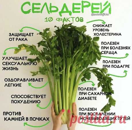 Сельдерей. 10 фактов о пользе