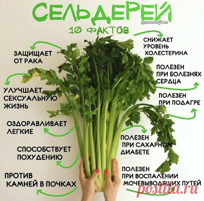 Сельдерей. 10 фактов о пользе