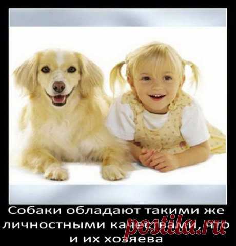 о собаках