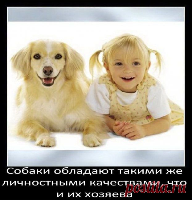 о собаках