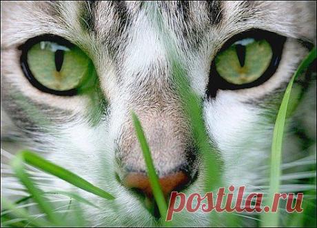 Эти зеленые глаза