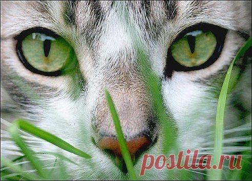 Эти зеленые глаза