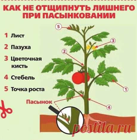 Пасынкование томатов

Пасынкование томатов, ес­ли вы его сторонник, следует
 проводить, пока отрастающие на главном побеге у основания
листьев ростки — пасынки не доросли до 5 см. 

Ели хоти­те получить ранний урожай и плоды покрупнее — не надо их оставлять, они будут «тя­нуть» питательные вещества на себя.