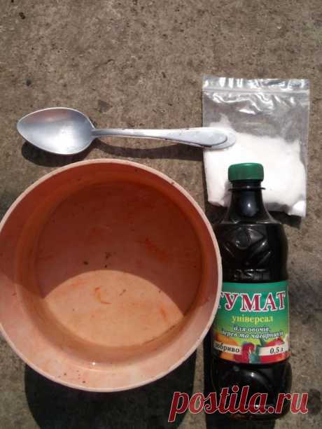 Чтобы саженец легче прижился &amp;#8212; 6 соток