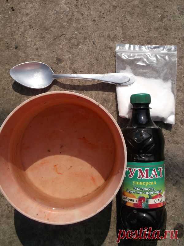 Чтобы саженец легче прижился &#8212; 6 соток