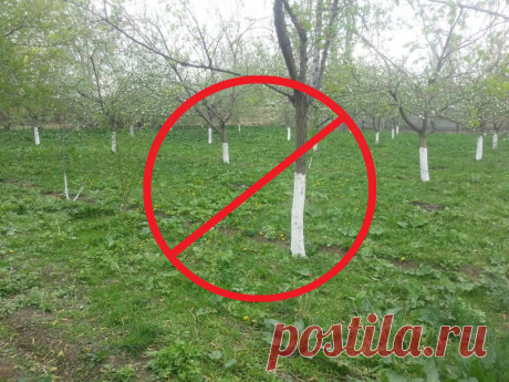 Помазали кистью вокруг ствола и думаем, что побелили! Это неверно и только 1 из 10 садоводов белит деревья правильно. Объясняю | Строю для себя | Яндекс Дзен