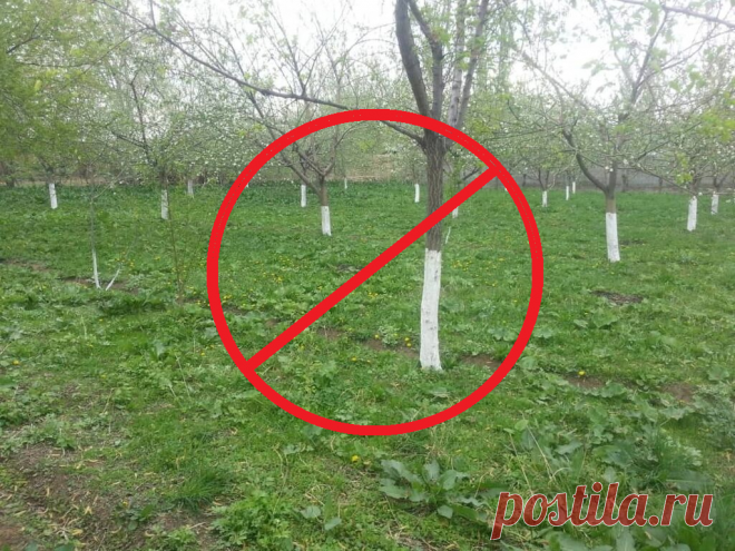 Помазали кистью вокруг ствола и думаем, что побелили! Это неверно и только 1 из 10 садоводов белит деревья правильно. Объясняю | Строю для себя | Яндекс Дзен