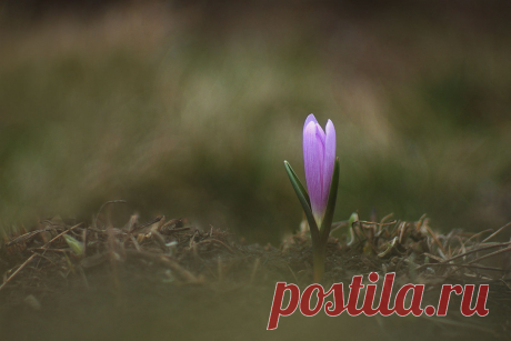 35PHOTO - Роман Рысь - Брандушка разноцветная (Bulbocodium versicolor)