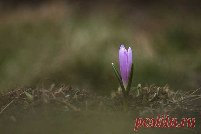 35PHOTO - Роман Рысь - Брандушка разноцветная (Bulbocodium versicolor)