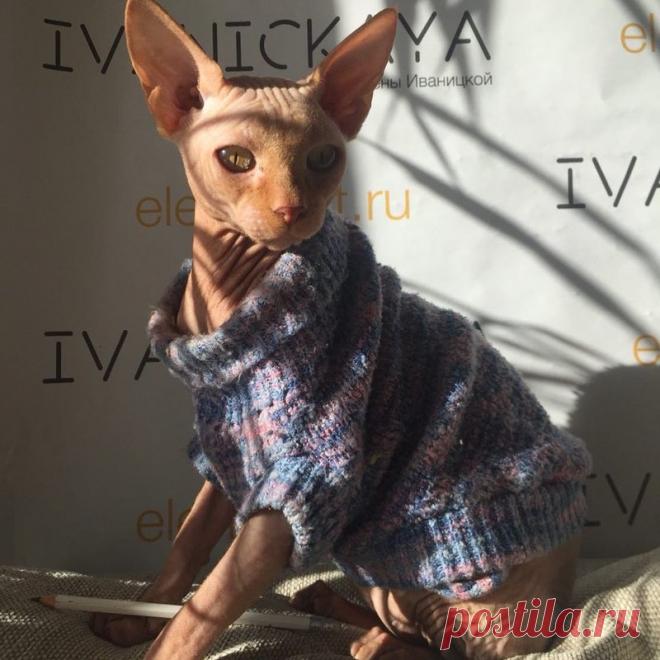 “Заботливые” хозяева сделали тату своему любимцу… Чтобы тот стал ещё ГЛАМУРНЕЕ!(((