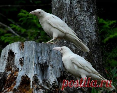 Белые голубоглазые #вОроны снятые фотографом Mike Yip в городе Кваликум Бич, расположенном на острове Ванкувер в Британской Колумбии, Канада. 

#Фото@birdslovers