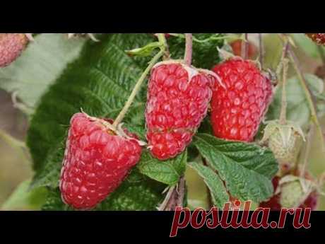 200. Ремонтантная малина. Важные моменты при выращивании.
