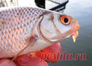 Рыбалка видео: Ловля плотвы летом