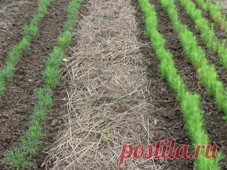 Мульча: плюсы и минусы