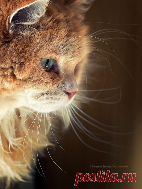 500px / Mr. Cesar by Giuseppe Esposito