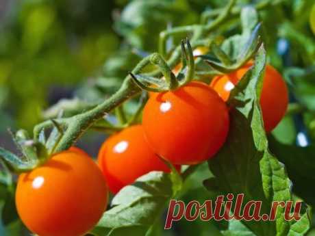 ΠОΜИДОРЫ ΗИΚОΓДА ΗΕ БОЛΕЮТ. 8 coвeтoв oт дaчницы