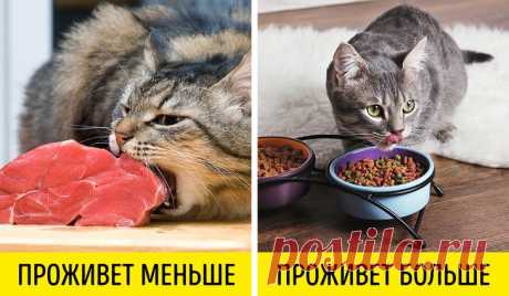 Ошибки, которые сокращают жизнь домашним животным 
 


У многих из нас есть домашние животные, которых мы любим и пытаемся правильно за ними ухаживать. Но при этом иногда мы совершаем ошибки, и чаще всего по незнанию. Неправильный уход за любимцем мо…