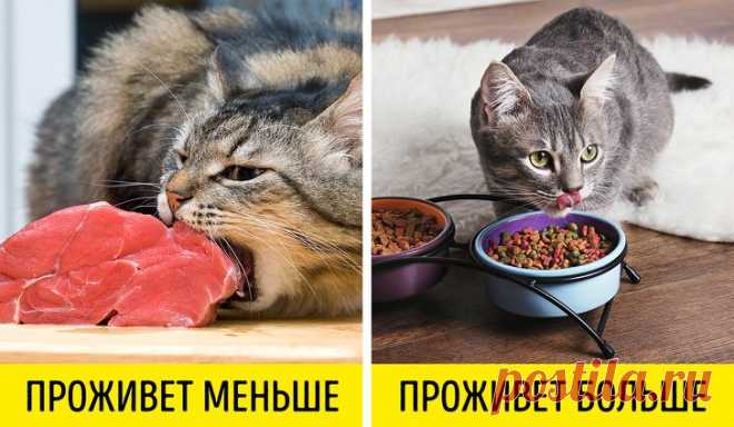 Ошибки, которые сокращают жизнь домашним животным 
 


У многих из нас есть домашние животные, которых мы любим и пытаемся правильно за ними ухаживать. Но при этом иногда мы совершаем ошибки, и чаще всего по незнанию. Неправильный уход за любимцем мо…