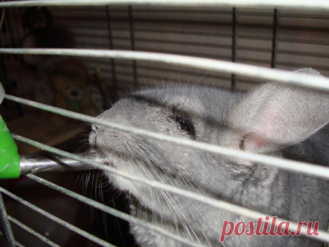 Сушняк напал