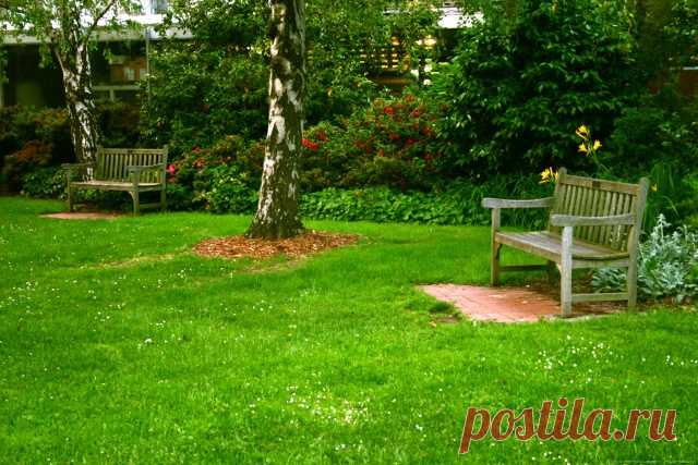 Трава для газона, вытесняющая сорняки