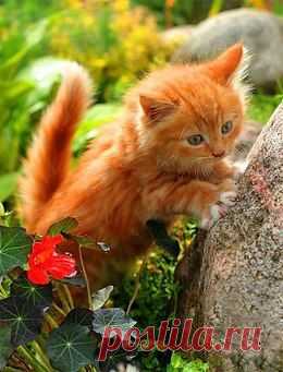 CATS OF ALL