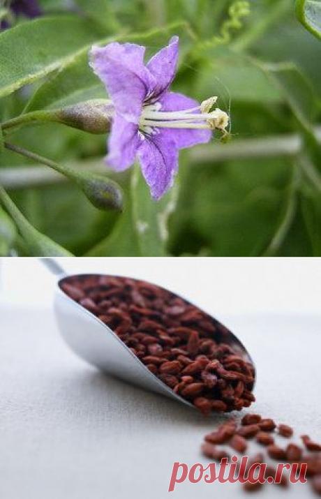 Дереза обыкновенная (волчьи ягоды). Описание, химический состав, противопоказания и лечебные свойства