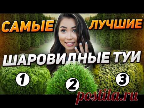👌💥ТОЛЬКО ЭТИ ТУИ посажу у себя на участке. Самые стойкие и МАЛОУХОДНЫЕ!