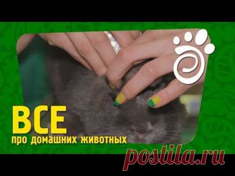 Кролик, Блохи И Глисты - Защищаем Кролика От Паразитов. Все О Домашних Животных. - YouTube