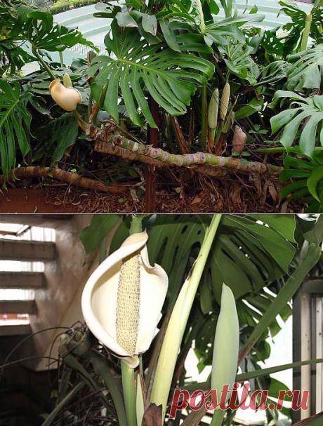 Что за монстр Монстера?