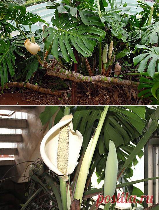 Что за монстр Монстера?