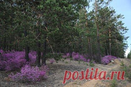 Школьники придумают новые туристические маршруты для российского региона. Забайкальские школьники разработают для региона новые туристические маршруты. Ученики школ Читы участвуют в эколого-краеведческом проекте «Край багуловых зорь — моя малая родина». Они знакомятся с разнообразием растений забайкальской природы в ботаническом саду, а также изучают труды местных ученых.