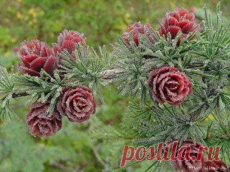 Восхитительное зрелище! Полярная роза.