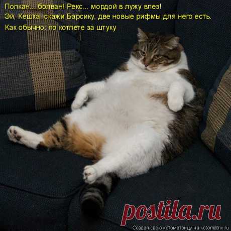 Котоматрица: Случайные котоматрицы