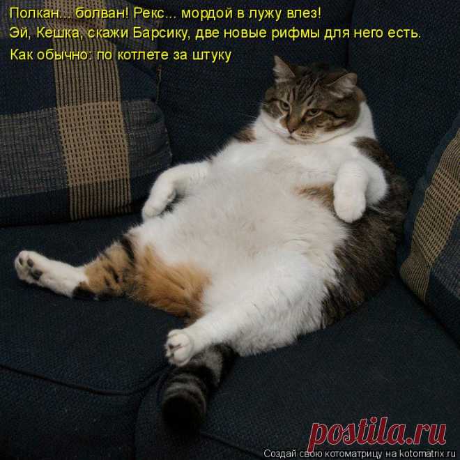 Котоматрица: Случайные котоматрицы