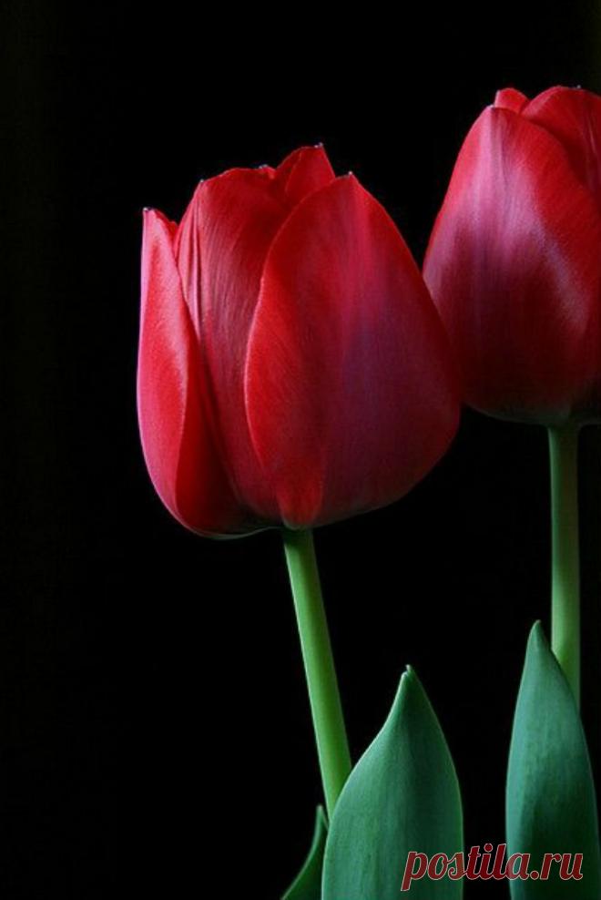 Пин на доске яТЮЛЬПАНЫ