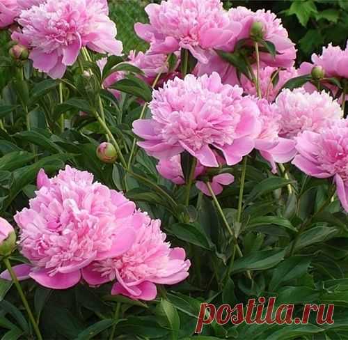 Мульча вместо полива